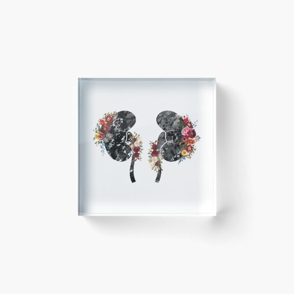 Item preview, The Kidneys anatomy designed and sold by Liededrom..