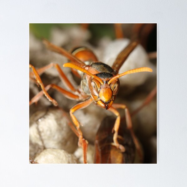 Item preview, Paper Wasp  designed and sold by Etwin.