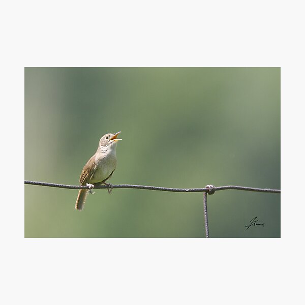 Item preview, The Singing House Wren designed and sold by DigitallyStill.
