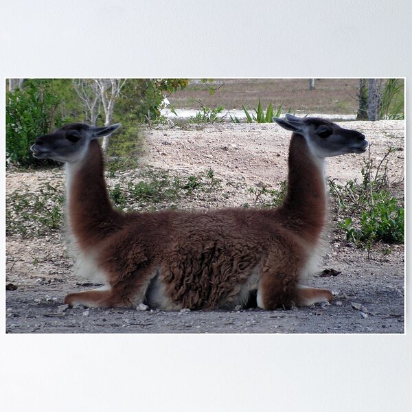 Item preview, Pushmi-Pullyu via Dr. Dolittle designed and sold by GolemAura.