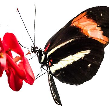 Vorschaubild zum Design Geschenkidee Schmetterling Foto Nahaufnahme von Katja LebenFreude
