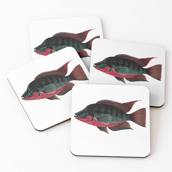 Item preview, Fish Art - firemouth cichlid - Vintage Print designed and sold by Studio66Designs.