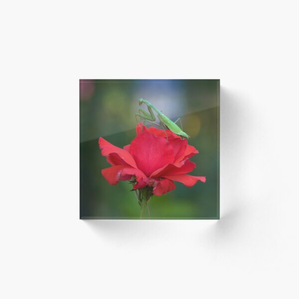 Praying Mantis on Coral Rose Acrylic Block