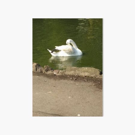 Merch #43 -- Swan - Shot 1 (Pearson Park) Art Board Print