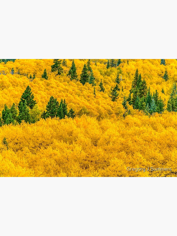 The Bowl Of Aspen Gold by nikongreg
