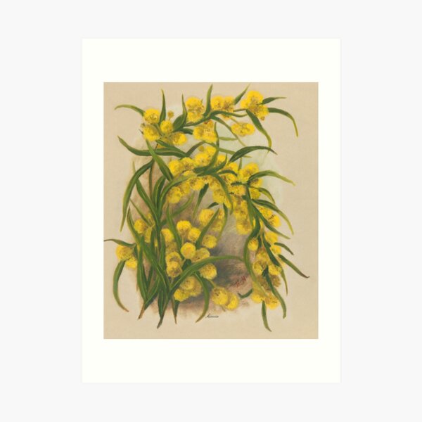 Western Australia wild flower Acacia State Library of Western Australia Art Print