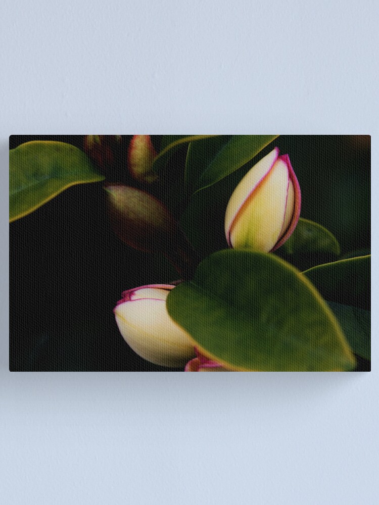 Alternate view of Michelia figo Canvas Print