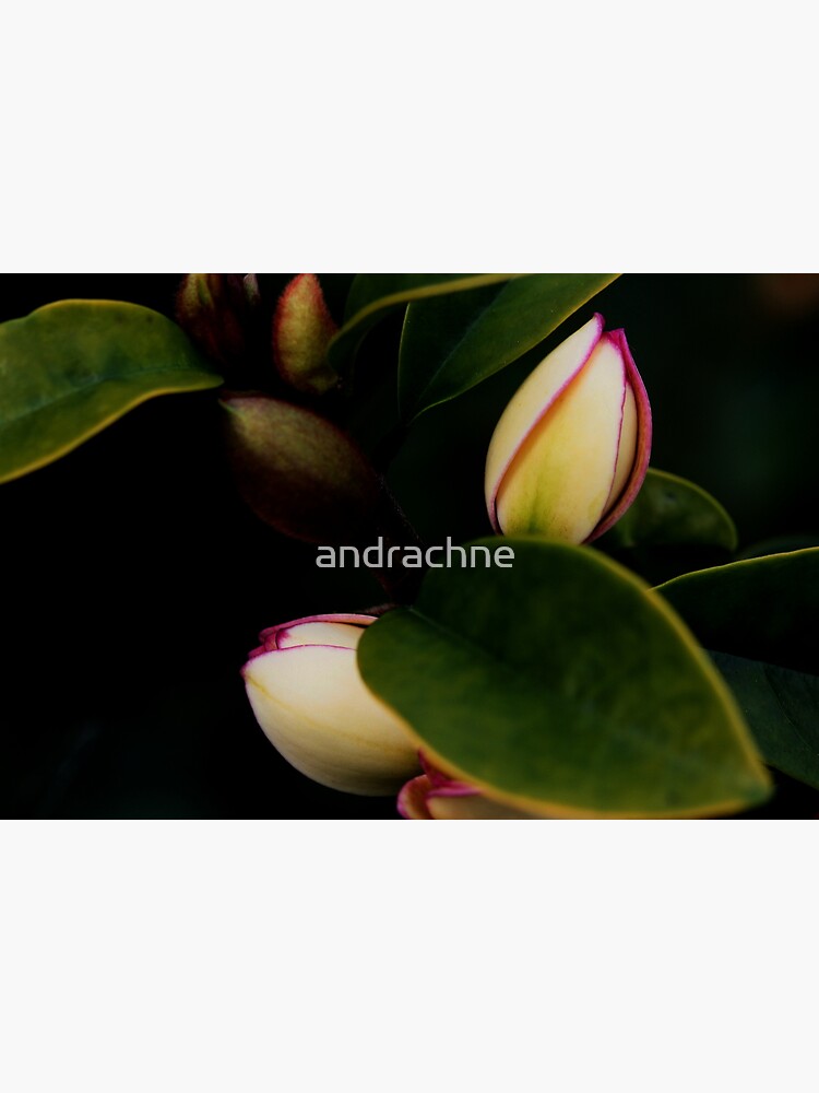 Michelia figo by andrachne