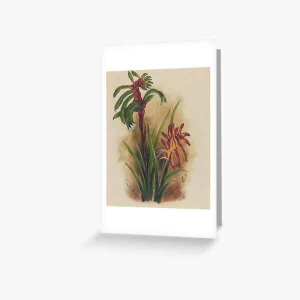 Western Australia wild flower Red and green kangaroo paw - Anigozanthos Manglesii State Library of Western Australia Greeting Card