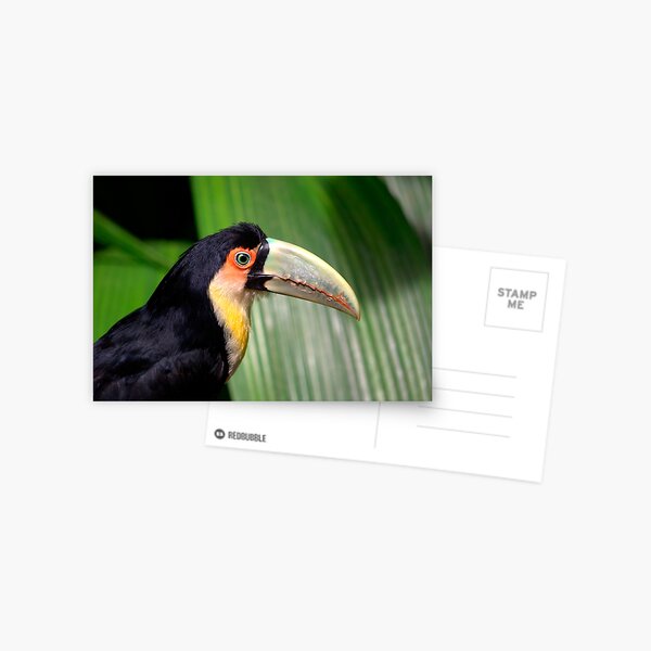 Item preview, Toucan designed and sold by Deb22.