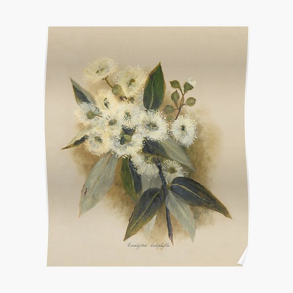 Western Australia wild flower Marri - Eucalyptus calophylla State Library of Western Australia Poster