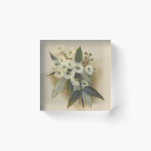 Western Australia wild flower Marri - Eucalyptus calophylla State Library of Western Australia Acrylic Block