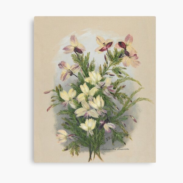 Western Australia wild flower Yellow Leschenaultia - Lechenaultia linarioides State Library of Western Australia Canvas Print