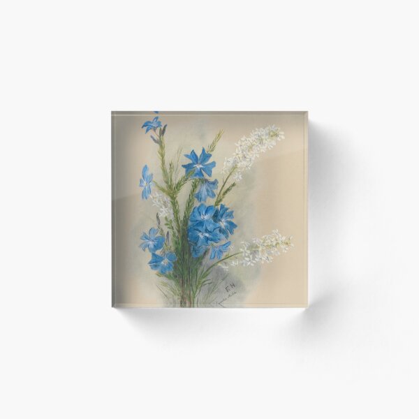 Western Australia wild flower Blue Leschenaultia - Lechenaultia Biloba State Library of Western Australia Acrylic Block