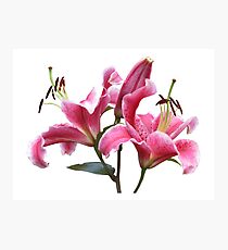 Pink Lilies Photographic Print