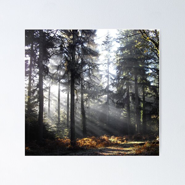 Item preview, Enchanted Woodland designed and sold by Sally J Hunter.