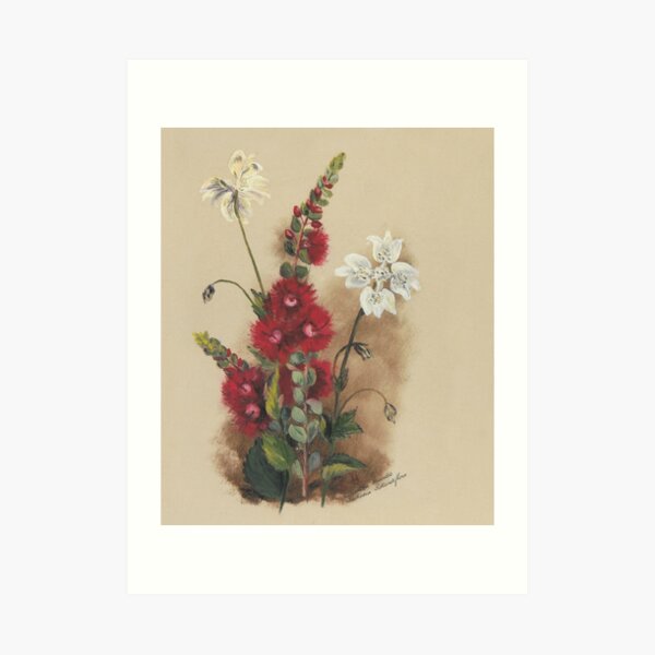 Western Australia wild flower Scarlet Feather Flower and Southern Cross - Verticordia grandis and Xanthosia rotundifolia State Library of Western Australia Art Print