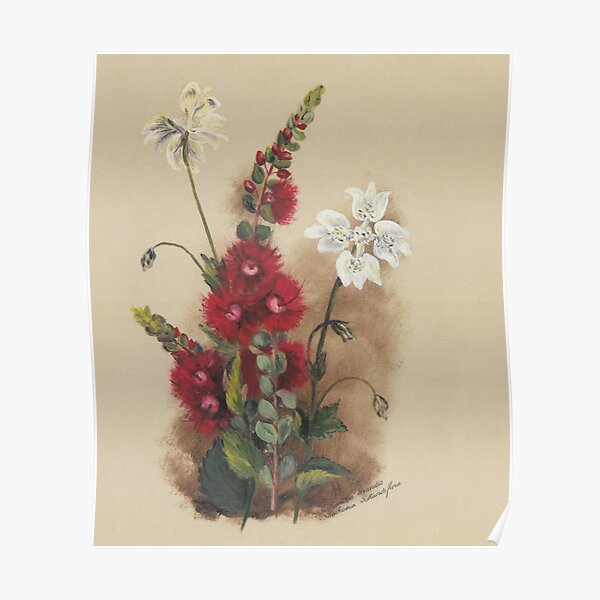 Western Australia wild flower Scarlet Feather Flower and Southern Cross - Verticordia grandis and Xanthosia rotundifolia State Library of Western Australia Poster