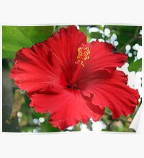 Flamenco Red Poster