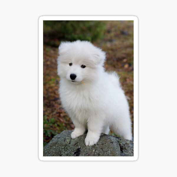 Item preview, Cute samoyed dog puppy in the forest designed and sold by Juhku.