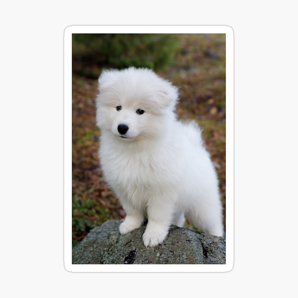 Cute Samoyed Dog Puppy In The Forest Poster By Juhku Redbubble