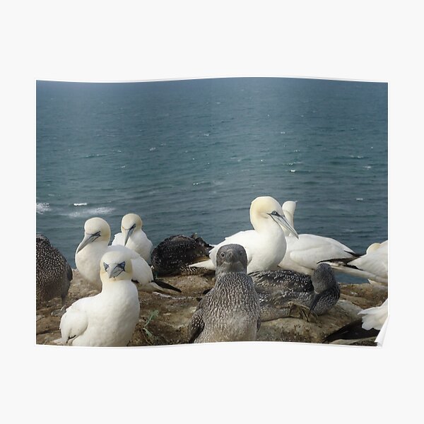 Gannets with kids Helgoland Poster