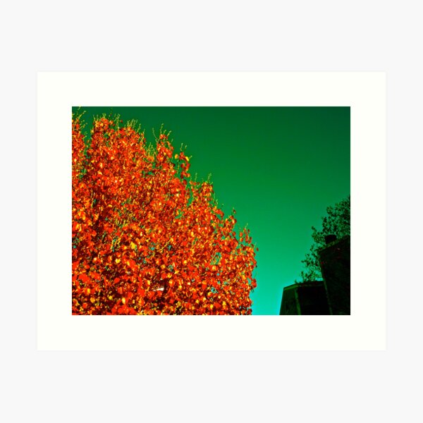 Underwater Trees Art Print