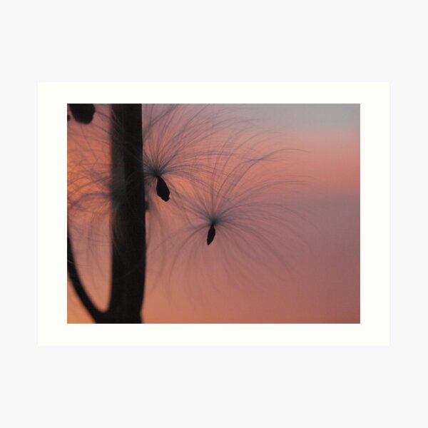 Catching the Breeze Art Print