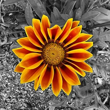 Artwork thumbnail, Spring Bloom by Clintonis