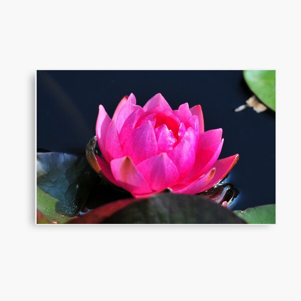 A Flower with Open Heart Canvas Print