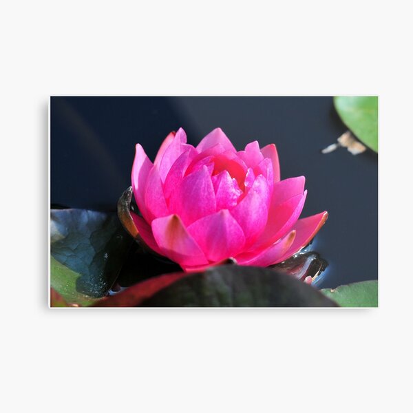 A Flower with Open Heart Metal Print