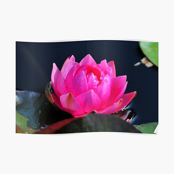 A Flower with Open Heart Poster