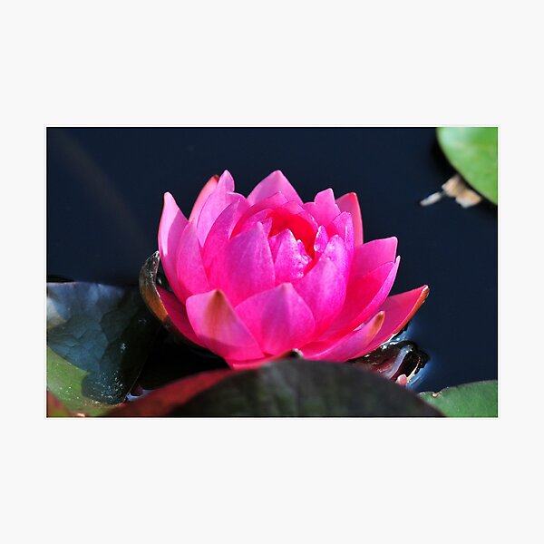 A Flower with Open Heart Photographic Print
