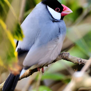 Artwork thumbnail, Java Sparrow by JEZ22