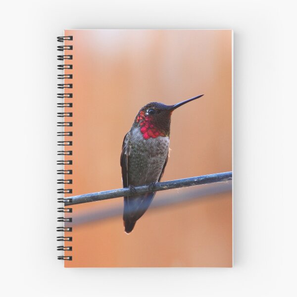 Item preview, Annas Hummingbird designed and sold by ritmoboxers.