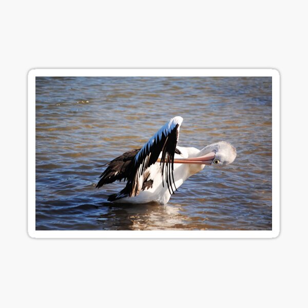 Australian Pelican Cleaning it's Wings Sticker
