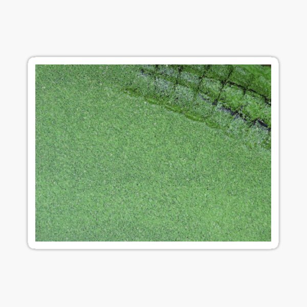 Crocovert Sticker