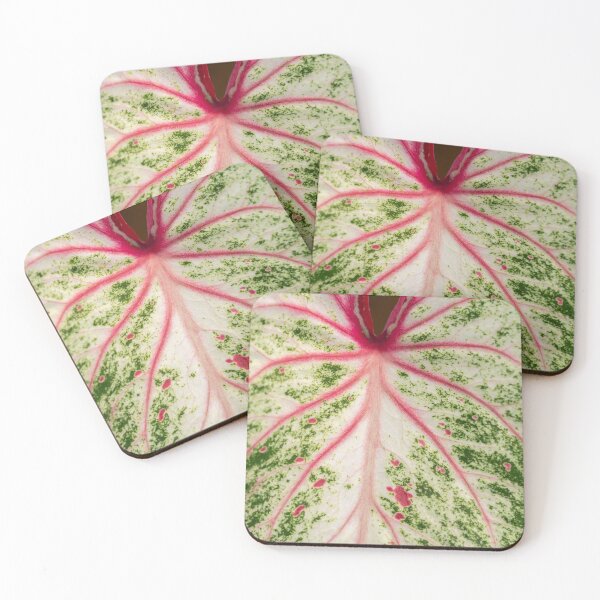 Item preview, Caladium Bicolor Close Up designed and sold by Chee Sim.