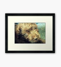 Mulligan Framed Print