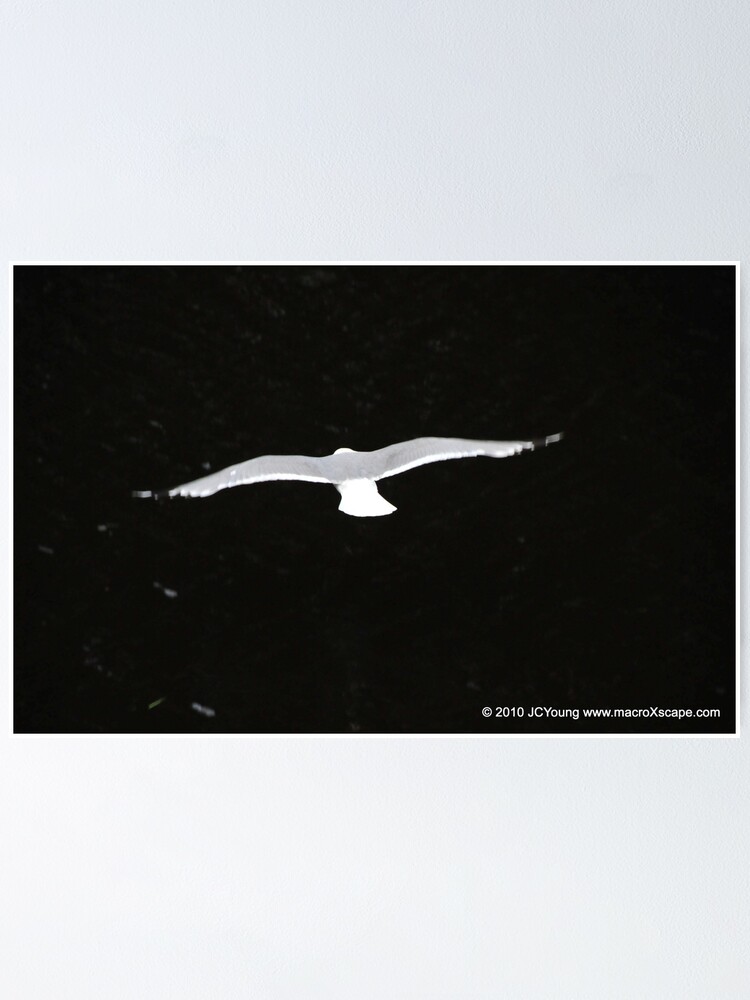 Thumbnail 1 of 3, Poster, Searching designed and sold by MacroXscape.