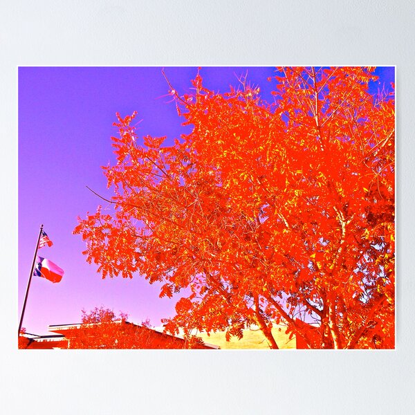 States, or Trees? Poster