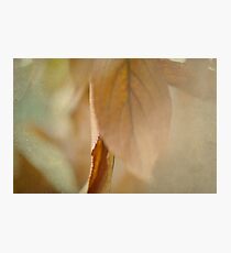 Pale Yellow Photographic Print