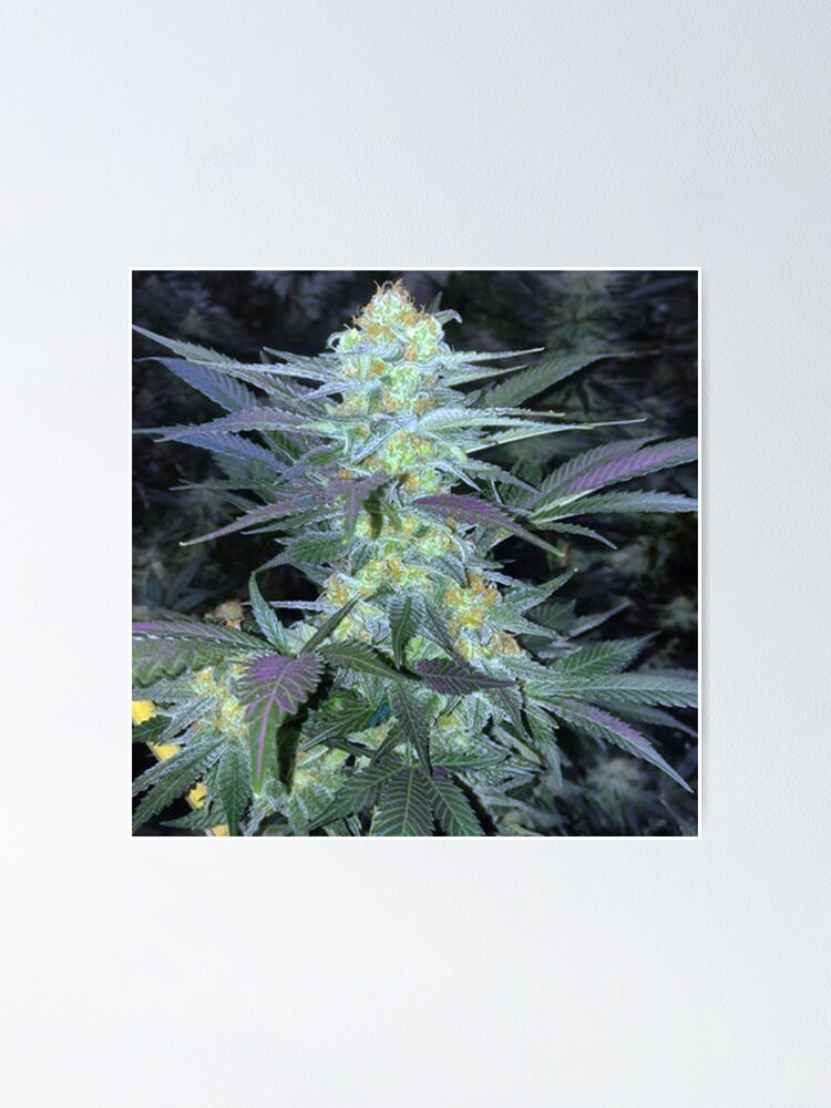 Hippy Pretty Marijuana Plant Leaves Poster for Sale by Pamela Arsena