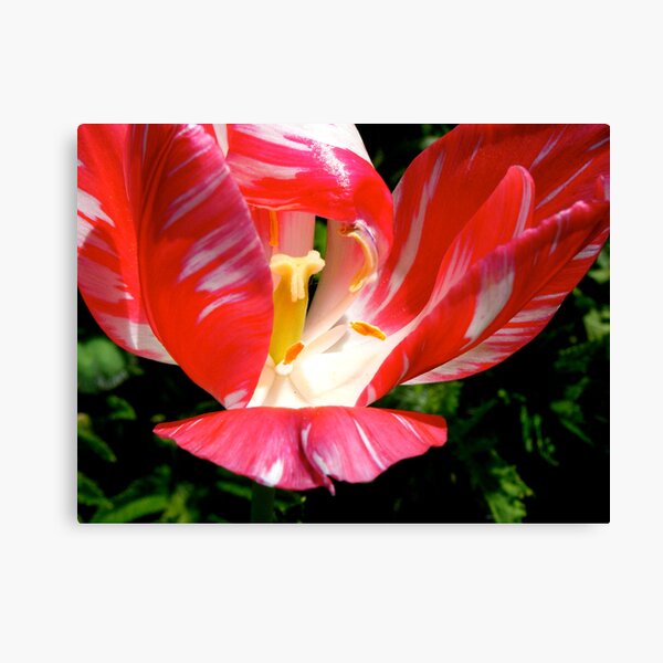The Experience of Red Canvas Print