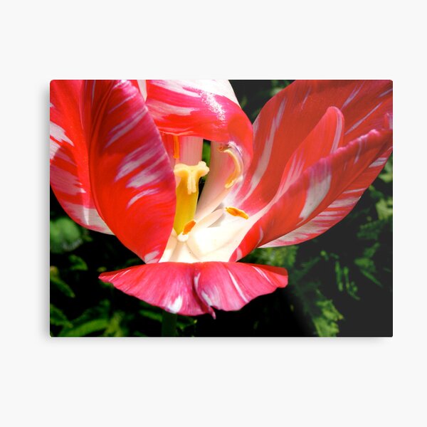The Experience of Red Metal Print