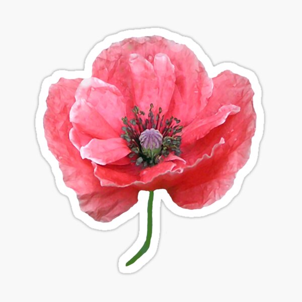 Poppy Sticker