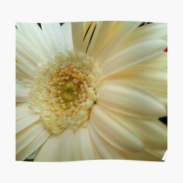 Daisy I Poster