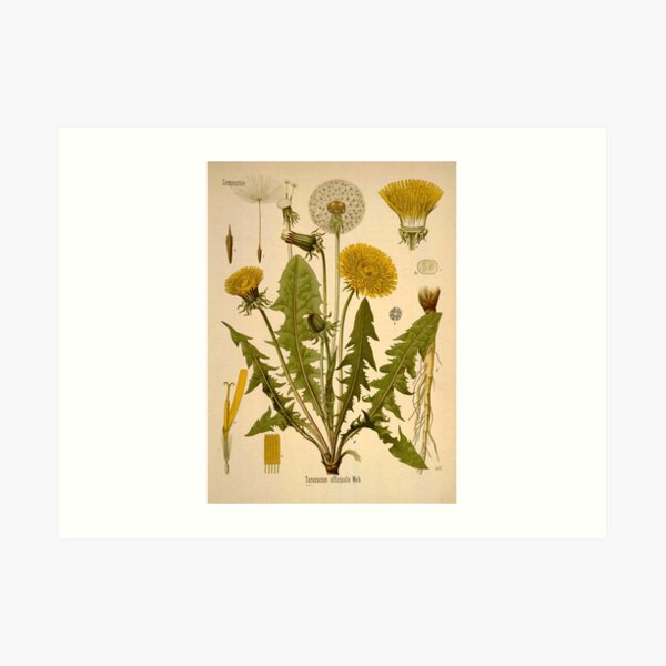 Taraxacum officinale Web., Common dandelion Art Print
