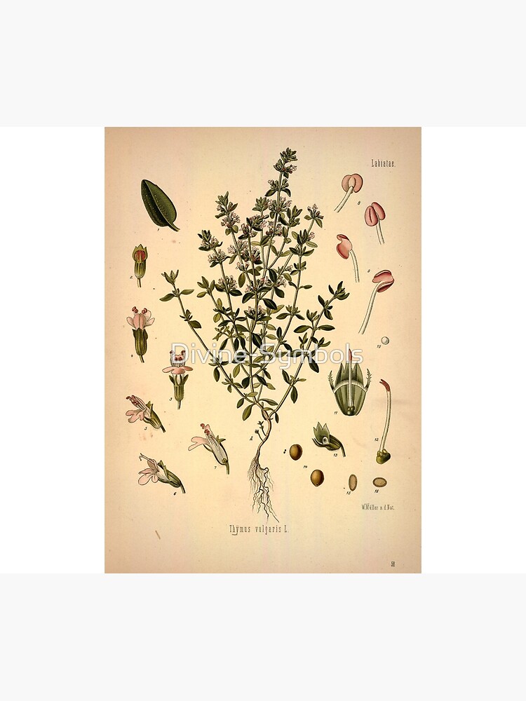 "Thymus vulgaris L., Thyme" Art Print by DivineSymbols Redbubble