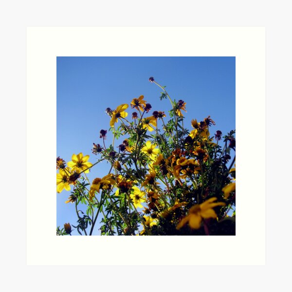 Yellow Sky Flowers Art Print